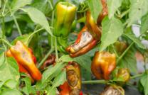 Agriculture et Consultance des Experts Agricoles en RDCongo mediacongo